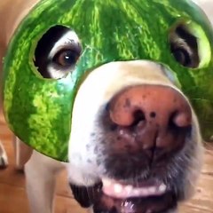 Cute baby animals Videos Compilation cute moment of the animals #53