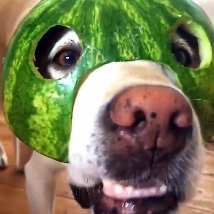 Cute baby animals Videos Compilation cute moment of the animals #53
