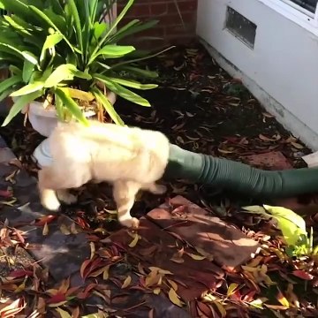 Cute baby animals Videos Compilation cute moment of the animals #60