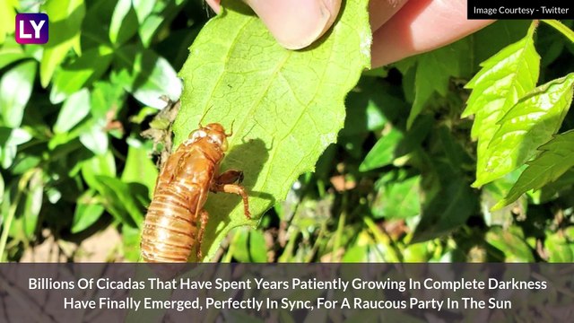 Cicada Boom In US, Once In 17 Year Event As Brood X Emerge In Billions To Mate: All About It