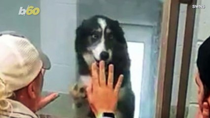 Lost Dog Returned to Owner After Being Found in Another State Over 200 Miles Away