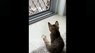 Funny videos of cute pets