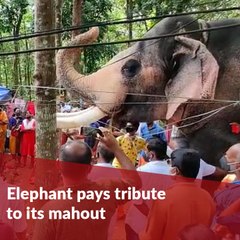 Elephant pays tribute to its mahout at funeral in Kerala