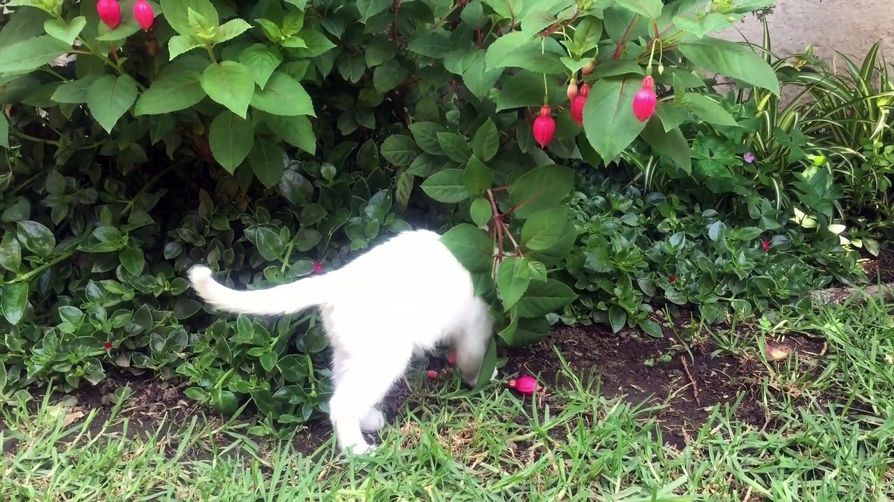 My cute cat || cute cat || lovely cat