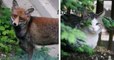 Père-Lachaise : le conservateur du cimetière dévoile des photos étonnantes d'animaux vivant dans ce lieu paisible