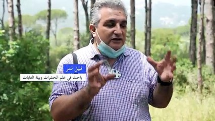 حشرات تفتك بأشجار الصنوبر في لبنان وتحرمه من "ذهبه الأبيض"