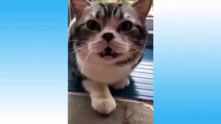 Funniest  Cats and  Dogs - Awesome Funny Pet Animals Life Video