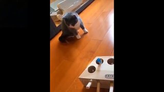 Baby Pets - Cute and Funny Pets Videos Compilation (1)