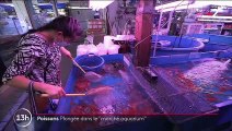 Thaïlande : à la découverte du plus grand marché aux poissons d'aquarium du monde