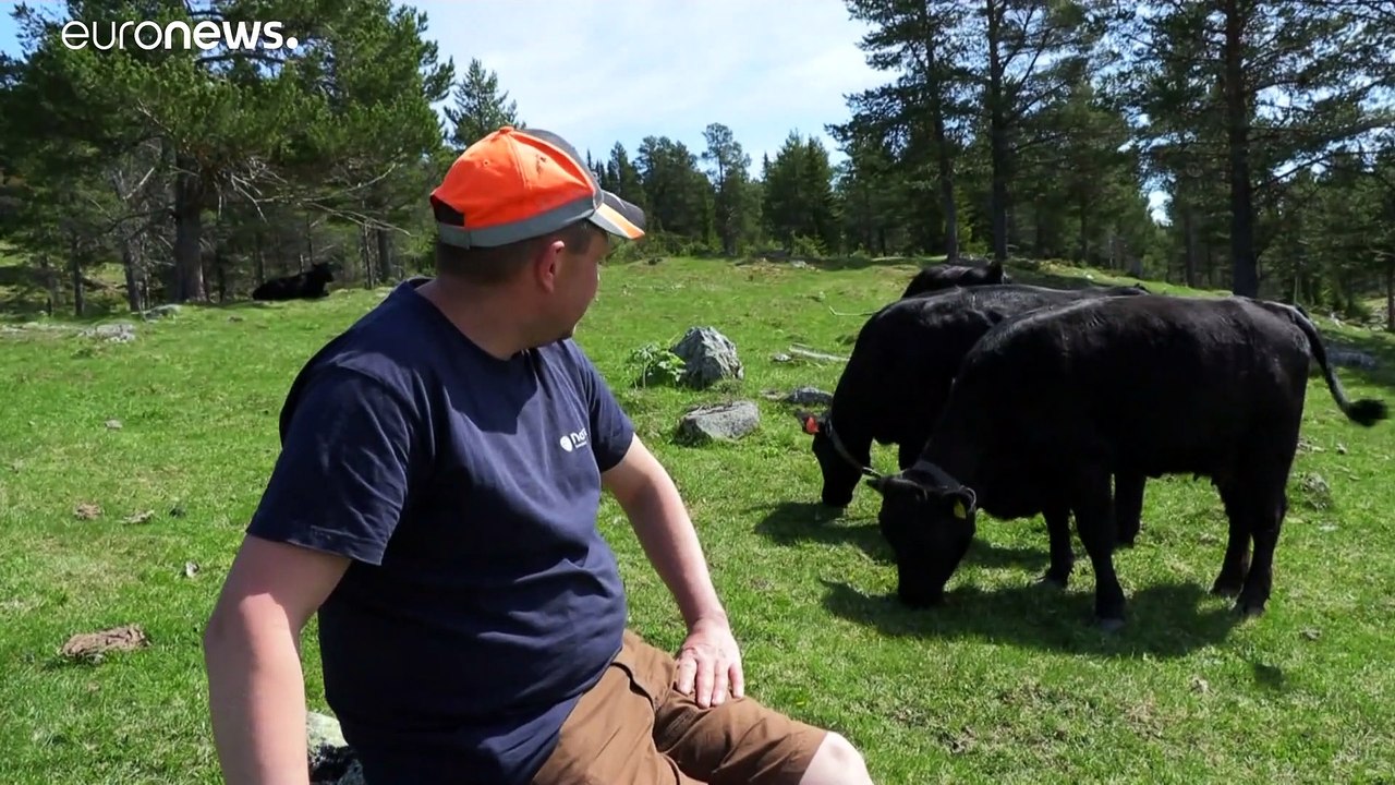 Tierische Patwork-Familie im norwegischen Tverrbygda