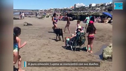 A pura emoción Lupina se reencontró con sus dueños