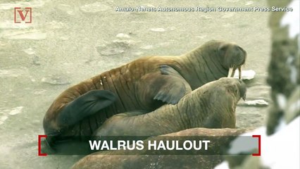 Thousands of Threatened Walruses Captured in this Amazing Footage