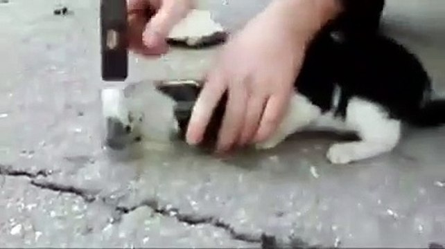 Kafası kavanoza sıkışan kediyi kurtarma operasyonu
