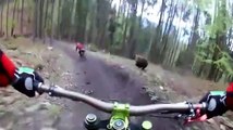 Des cyclistes pris en chasse par un ours en pleine forêt en Slovaquie