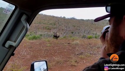 Un rhinocéros en colère charge une voiture de touristes