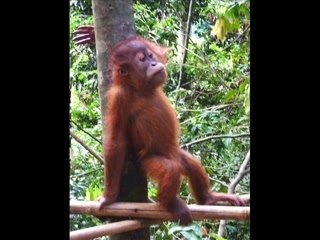 Orang outang feeding station