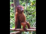 Orang outang feeding station