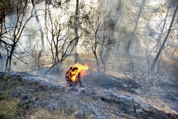 ADANA'DA ORMAN YANGINI