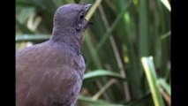 Attenborough, the wonderful Lyrebird sings like a chainsaw