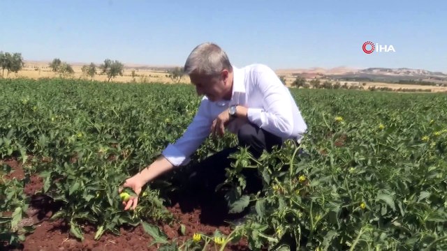 Tahmazoğlu, dağıttığı sebze fidelerinin hasadına katıldı
