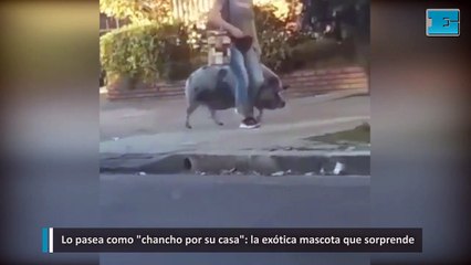 Lo pasea como  chancho por su casa la exótica mascota que sorprende
