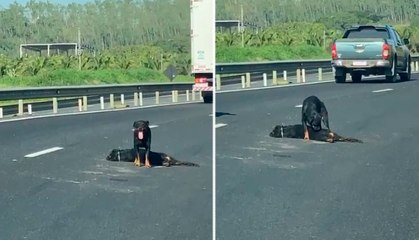 VÍDEO | Cadela protege cão que morreu atropelado na BR-101 e cena emociona