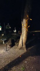 Frequent Flyer Squirrels