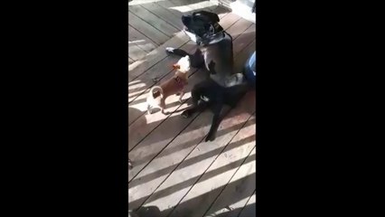 OUTRAGEOUSLY FUNNY  PETS