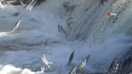 İnci kefalinin muhteşem zorlu yolculuğu devam ediyor