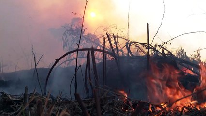 Desmatamento recorde