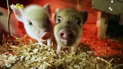 This Video of Baby Piglets Playing Around is the Cutest Thing You’ll See All Day!