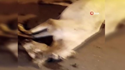 Otomobilin çarptığı at telef oldu