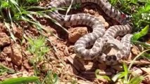 Tunceli'de yarı zehirli kocabaş yılanı görüntülendi