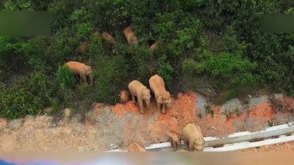 中 야생 코끼리떼 500 km '대장정'...대도시 쿤밍 진입 충돌 우려 / YTN