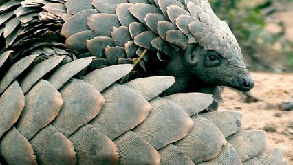 Sting Operations Are Rescuing Pangolins From Illegal Trade