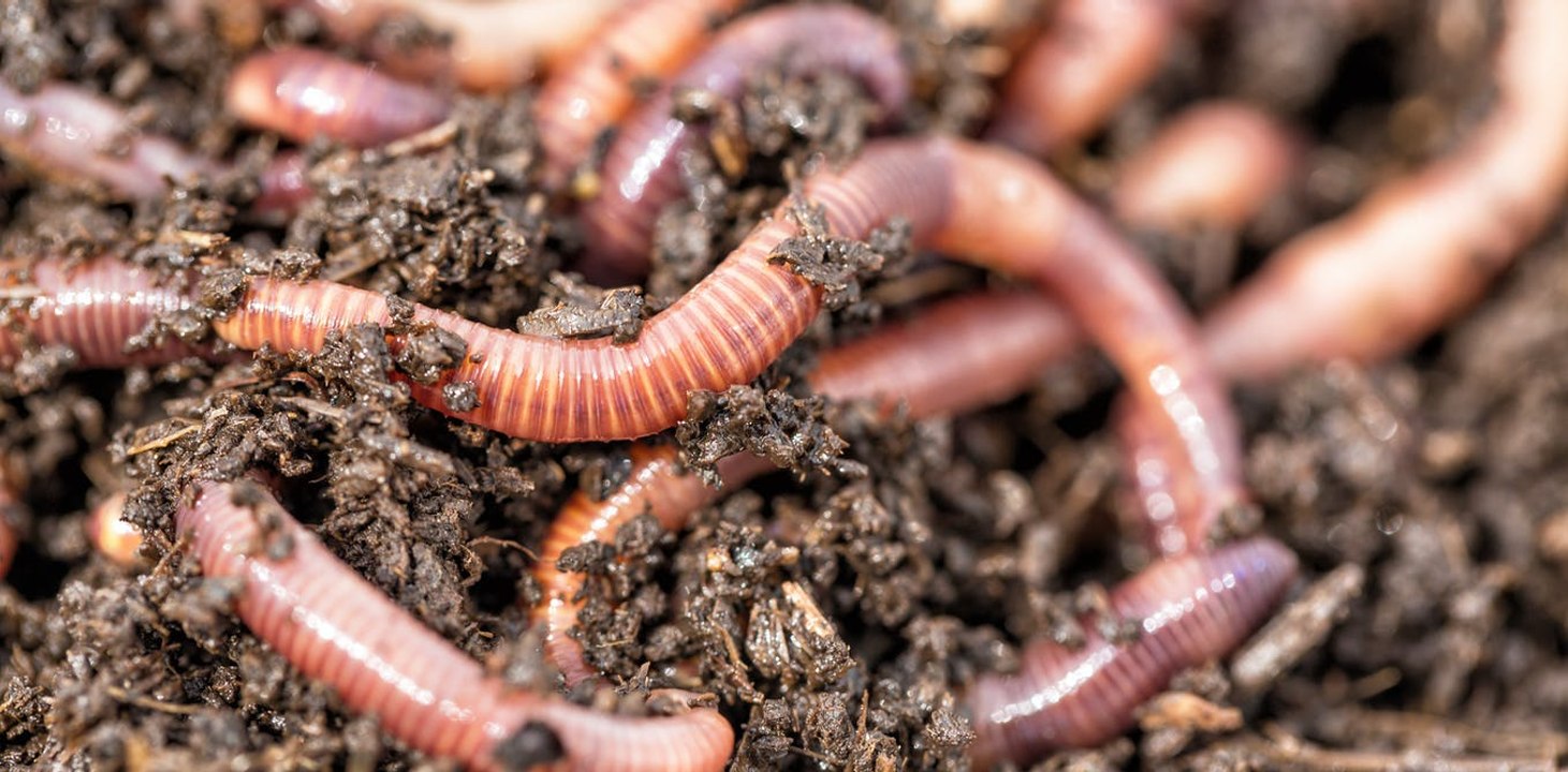 NASA Sends Thousands of Worms Into Space