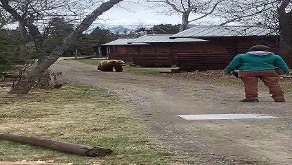 Bear Tech Redirecting Large Grizzly Bear