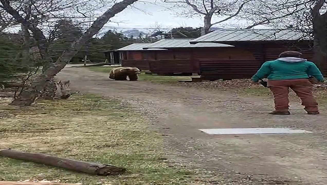 Bear Tech Redirecting Large Grizzly Bear