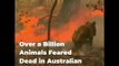Over a Billion Animals Feared Dead in Australian Fires | The Wire