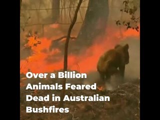 Over a Billion Animals Feared Dead in Australian Fires | The Wire