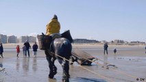 Belgiens erste Pferdefischerin