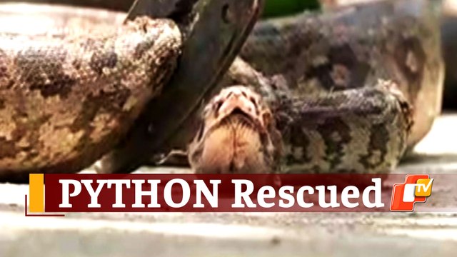 Python Inside Medicine Store: 5-Feet-Long Python Rescued In Odisha
