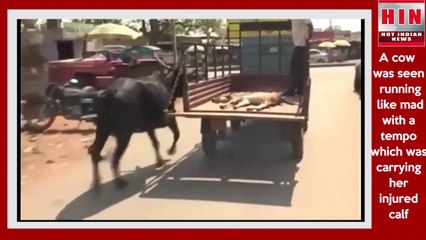 गाय का अपने बछड़े से प्रेम देख कर आप रो देंगे । Cow love for calf | HIN NEWS