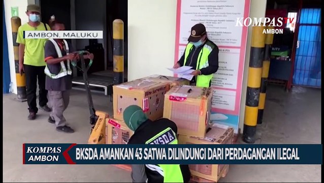 BKSDA Amankan 43 Satwa Dilindungi Dari Perdagangan Ilegal