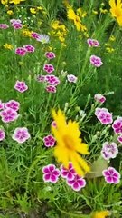 28 degree Celsius in Korea