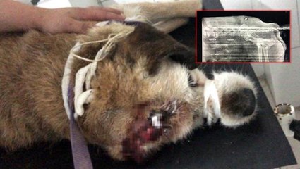 Böyle canilik olur mu? Köpeğin röntgeninde havalı tüfek saçması çıktı