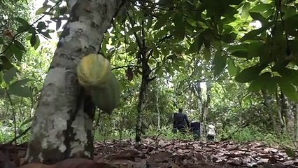 La Côte d'Ivoire sous pression pour lutter contre le travail des enfants dans le cacao