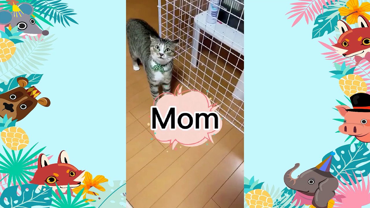 Funny animal Videos Compilation cute moment of the animals - 32 ( 1080 X 1920 )