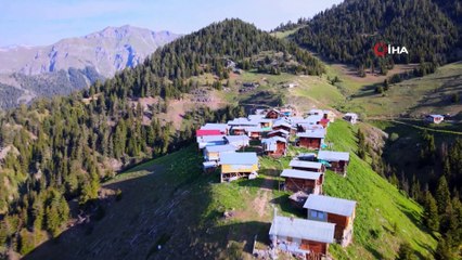 Pokut değil Boselta Yaylası