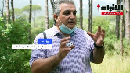 حشرات تفتك بأشجار الصنوبر في لبنان وتحرمه من ذهبه الأبيض